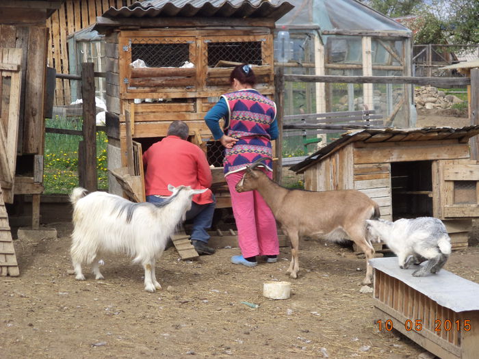 Ies puisorii de gaina din oua-2