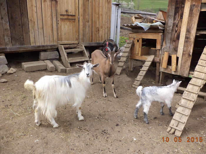 La zbenguiala prin curte