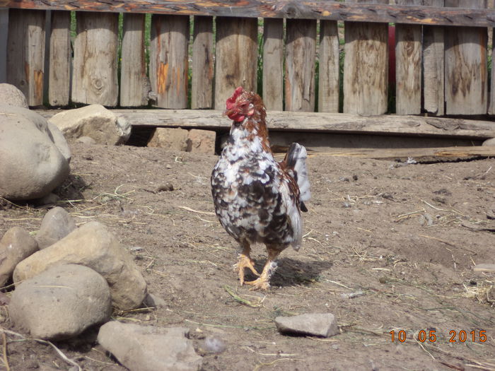 Mii de floricele tantosa