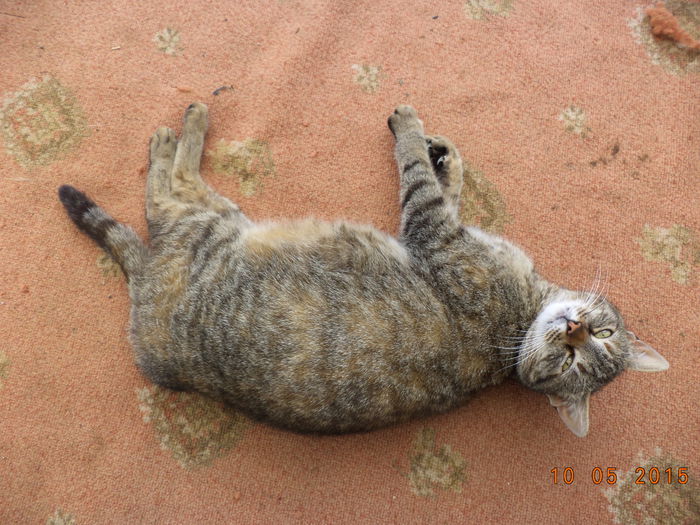 Pisica lui Costea Sorin gestanta-1 - Gospodaria lui Sorin