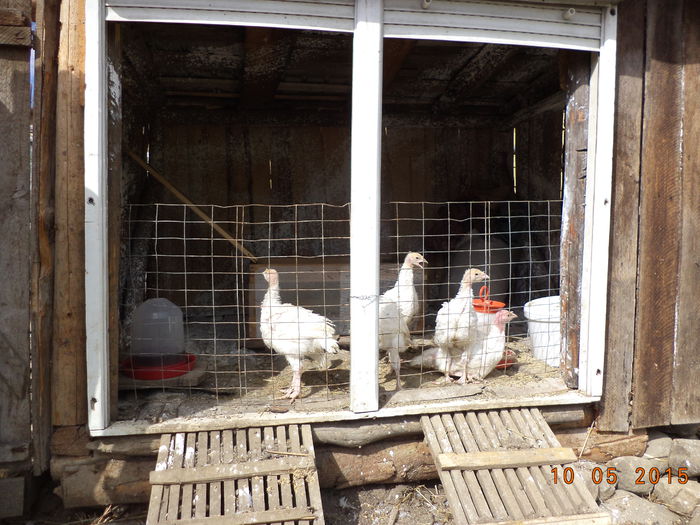 Puii de curca de carne-2