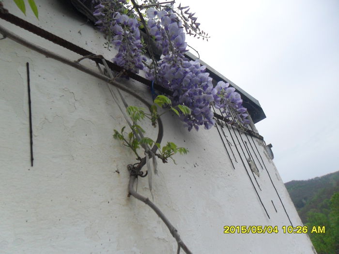 SAM_9275 - Wisteria 2015