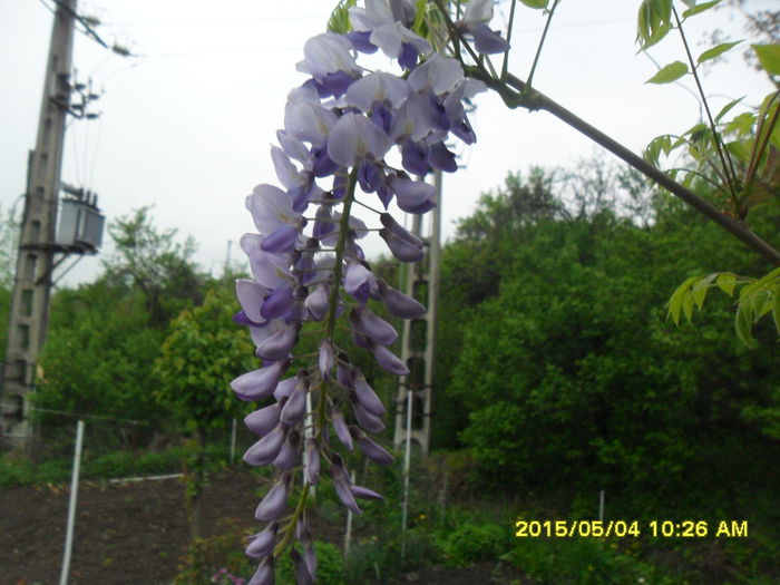 SAM_9276 - Wisteria 2015