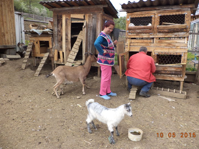 Si capritele sant curioase