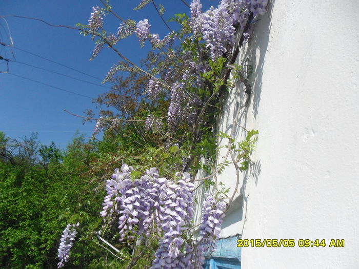 SAM_9282 - Wisteria 2015