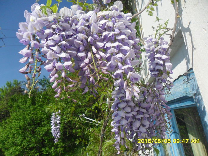 SAM_9285 - Wisteria 2015