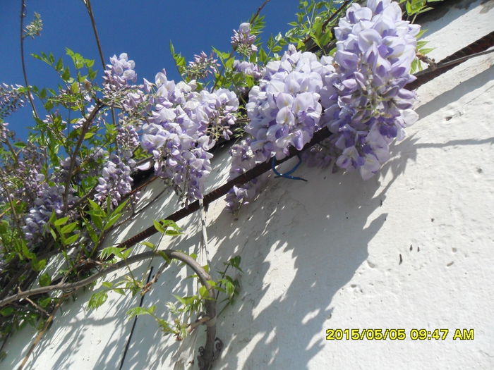 SAM_9286 - Wisteria 2015