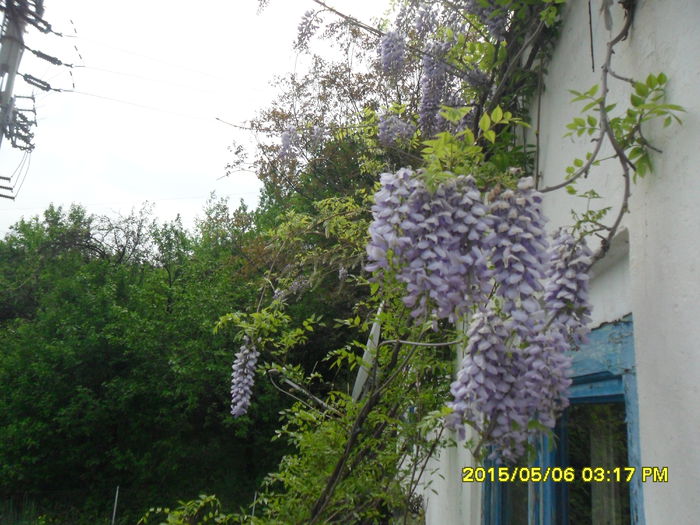 SAM_9296 - Wisteria 2015