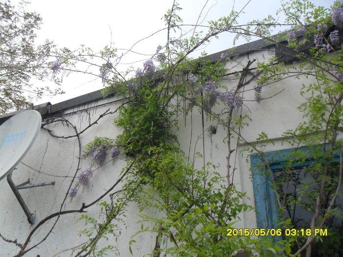 SAM_9300 - Wisteria 2015