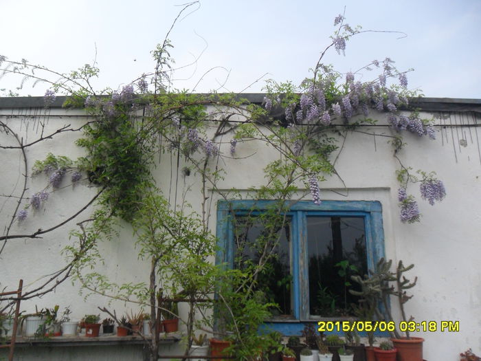 SAM_9301 - Wisteria 2015