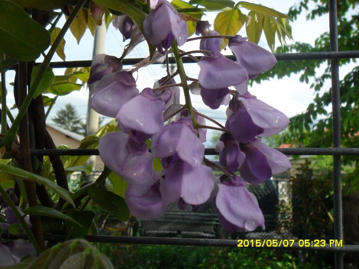 SAM_9340 - Wisteria 2015 de acasa