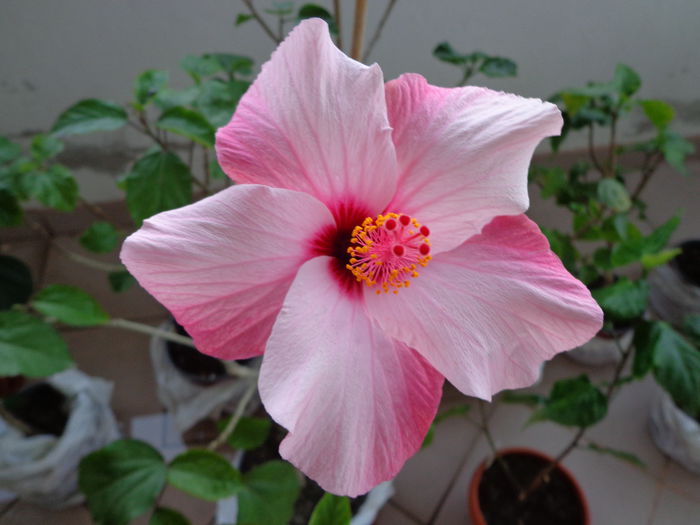 DSC07451 - HIBISCUS NATAL