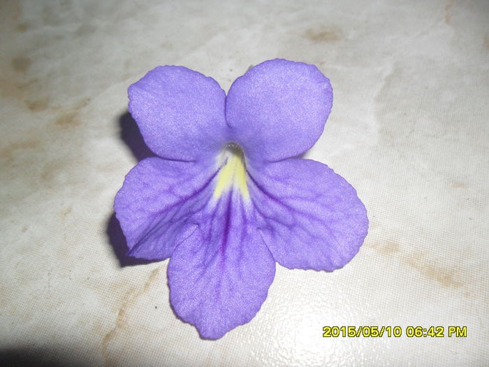 SAM_9362 - Primul meu streptocarpus si puiul lui