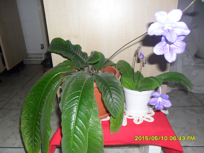 SAM_9363 - Primul meu streptocarpus si puiul lui