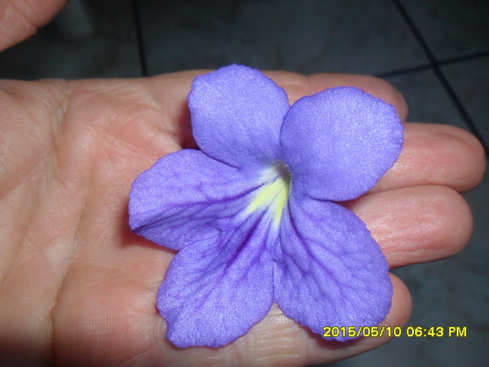 SAM_9366 - Primul meu streptocarpus si puiul lui