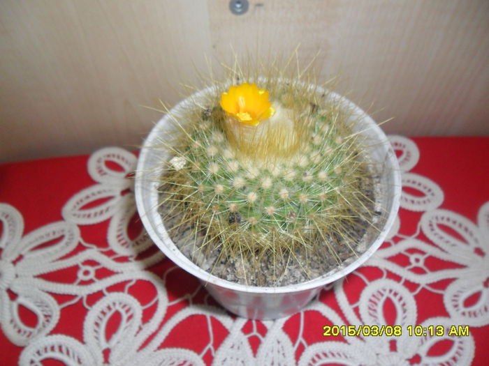 SAM_8693 - Cactusi si suculente 2015