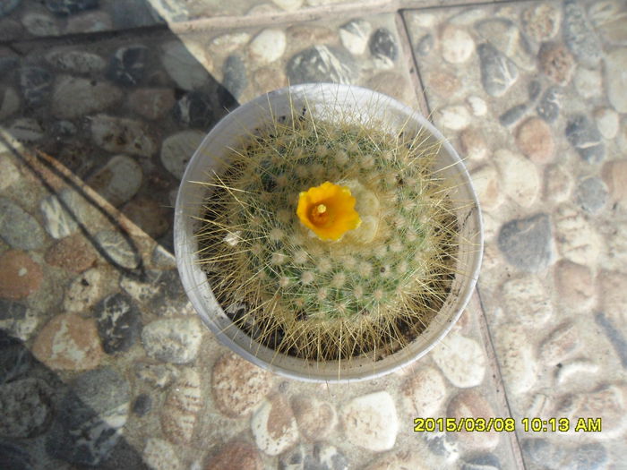 SAM_8694 - Cactusi si suculente 2015