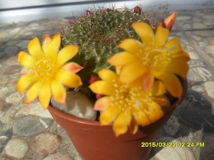 SAM_8775 - Cactusi si suculente 2015