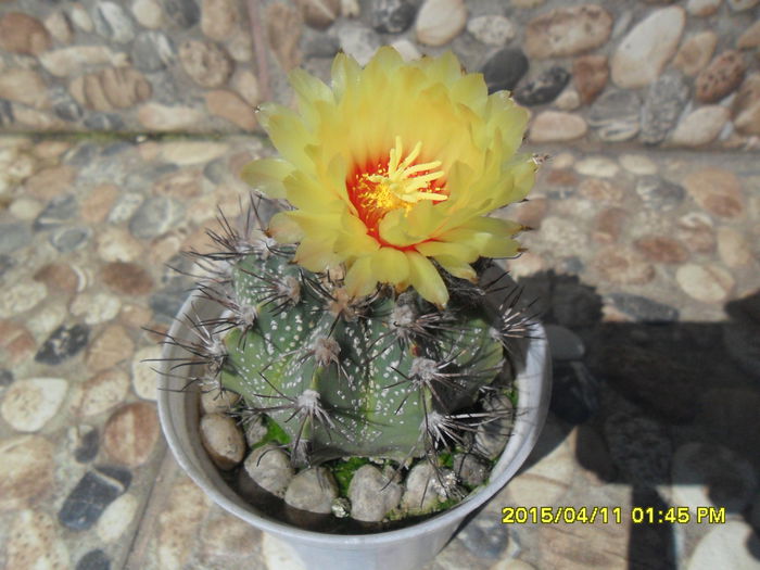 SAM_9044 - Cactusi si suculente 2015