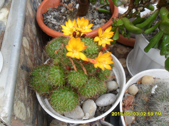 SAM_9265 - Cactusi si suculente 2015