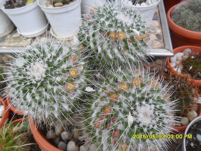 Mammillaria - Cactusi si suculente 2015