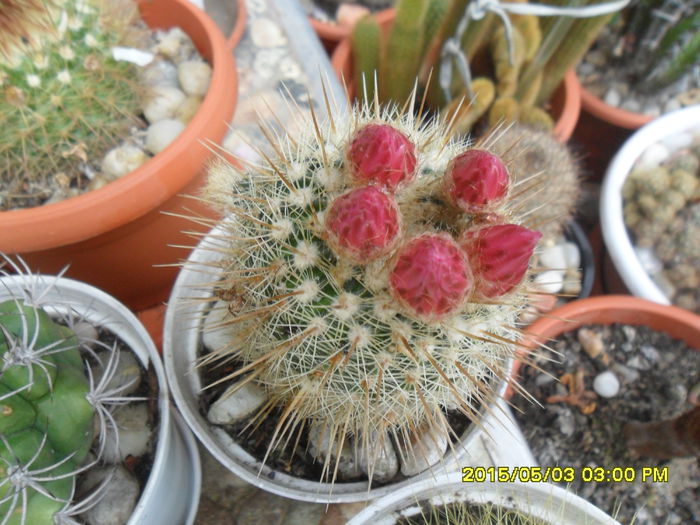 SAM_9267 - Cactusi si suculente 2015