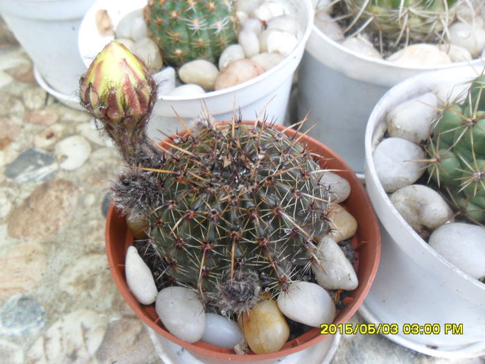 SAM_9268 - Cactusi si suculente 2015