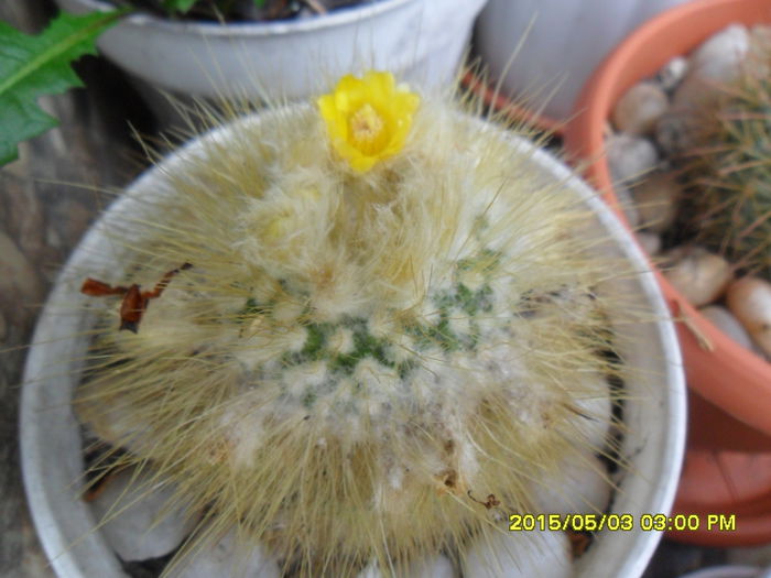 SAM_9269 - Cactusi si suculente 2015