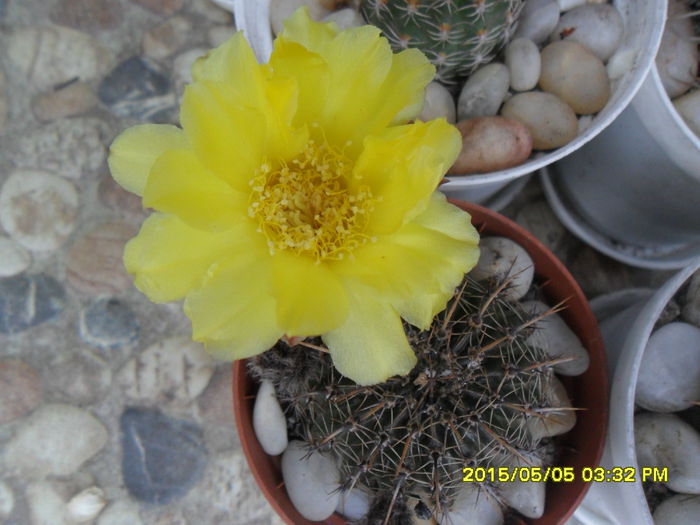 SAM_9289 - Cactusi si suculente 2015
