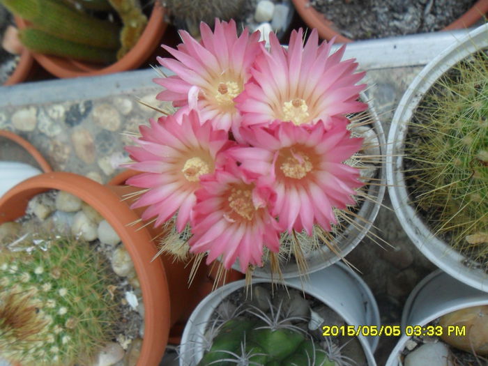 SAM_9290 - Cactusi si suculente 2015