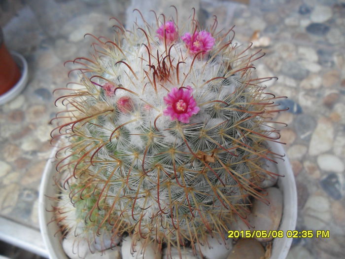 SAM_9347 - Cactusi si suculente 2015