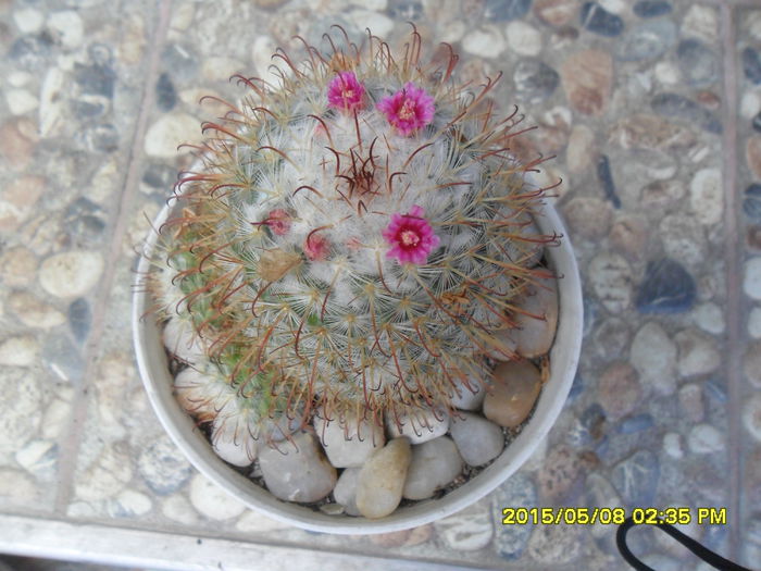 SAM_9348 - Cactusi si suculente 2015