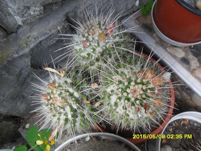 SAM_9350 - Cactusi si suculente 2015