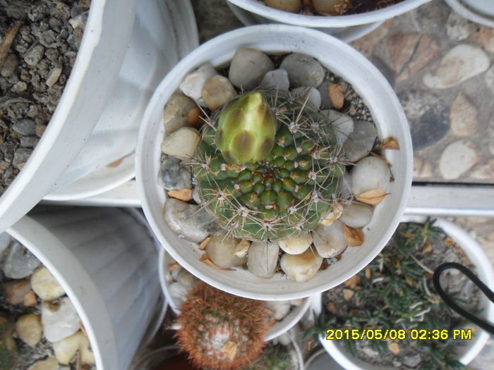 SAM_9351 - Cactusi si suculente 2015