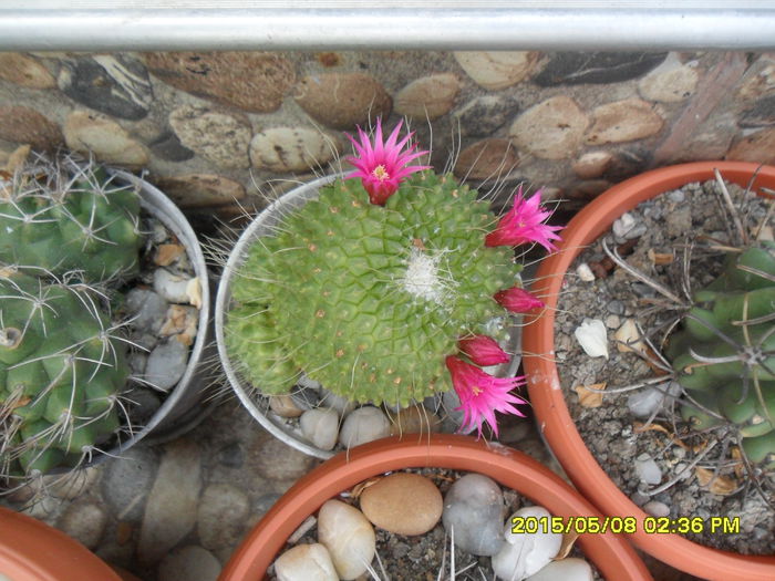 SAM_9352 - Cactusi si suculente 2015
