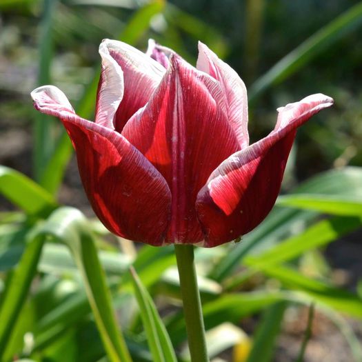 11179787_10153302532064446_2026547950_o - Tulipa