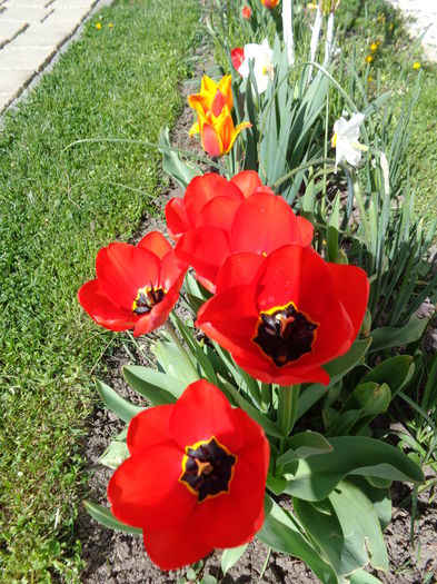 DSC00753 - Tulipa