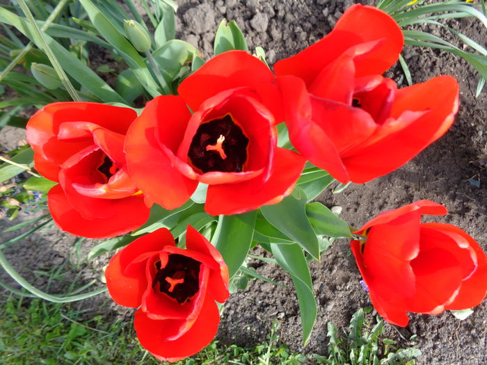 DSC00763 - Tulipa