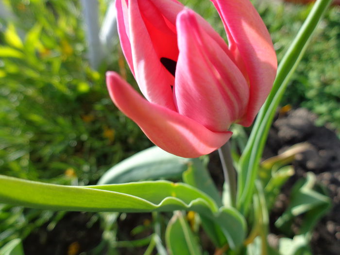 DSC00777 - Tulipa
