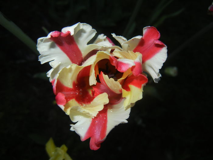 Tulipa Flaming Parrot (2015, April 28) - Tulipa Flaming Parrot