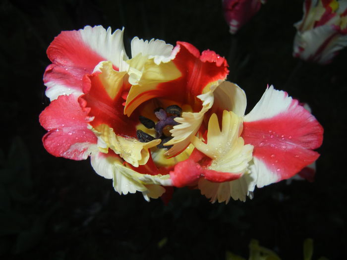 Tulipa Flaming Parrot (2015, April 28) - Tulipa Flaming Parrot