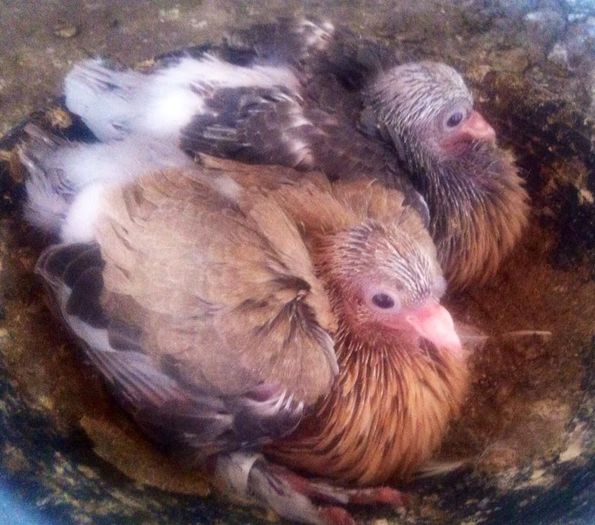 10922415_10204275822199466_8026276491982533458_n