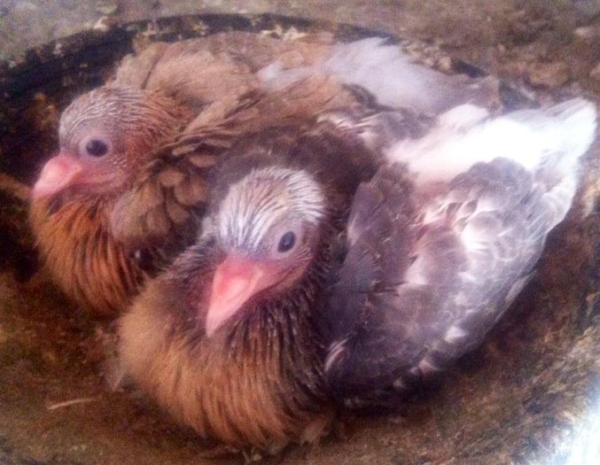 11205022_10204275822319469_2582391630947160557_n