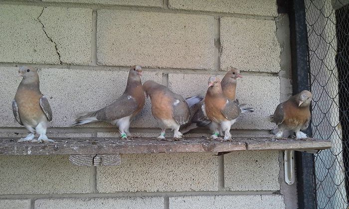 11255549_895795013816766_9094398699383148917_n