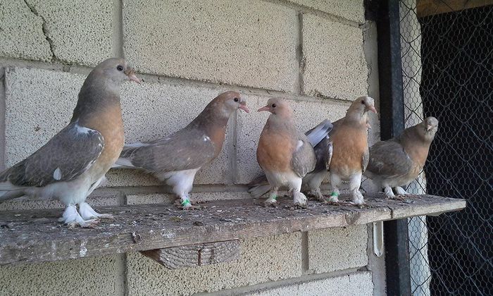 11148644_895795060483428_7611218022120506101_n