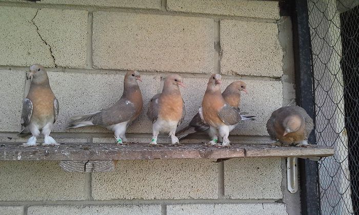 11128132_895795040483430_5223862316031733825_n