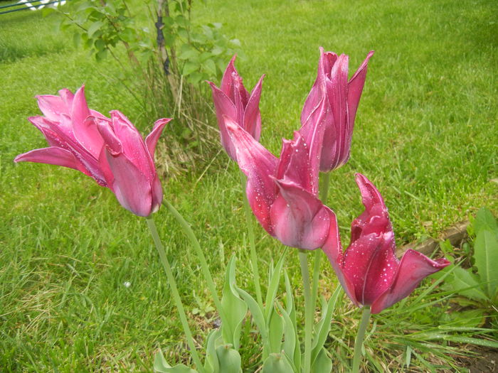 Tulipa Pimpernel (2015, April 29)