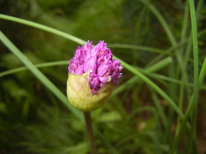Allium Purple Sensation (2015, April 30)