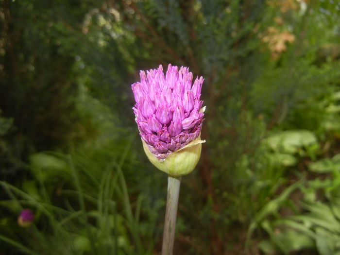 Allium Purple Sensation (2015, April 30)