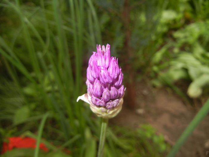 Allium Purple Sensation (2015, April 30)